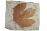 Fossil Sycamore Leaf (Platanus) - Montana #189113-1
